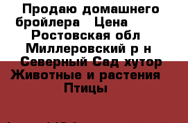Продаю домашнего бройлера › Цена ­ 200 - Ростовская обл., Миллеровский р-н, Северный Сад хутор Животные и растения » Птицы   